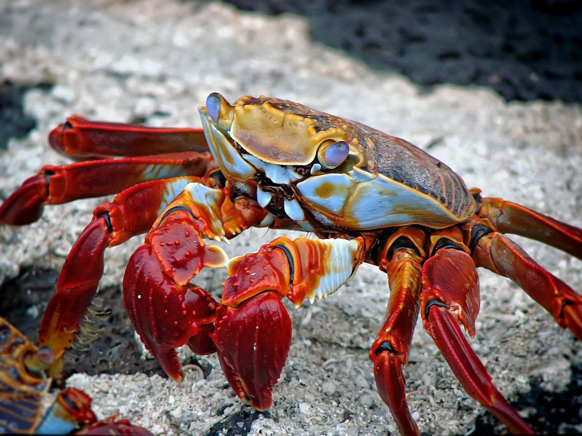Crab used as a crustacean illustration