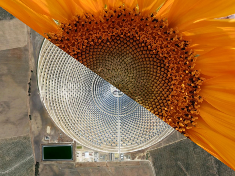 Montage of a sunflower and an aerial view of a field of solar mirrors