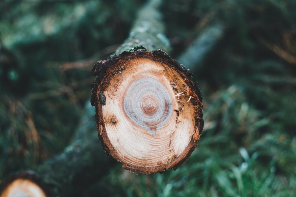 Cut branch showing growth rings in the wood