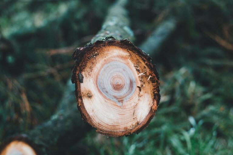 Coupe d’une branche montrant les cernes du bois