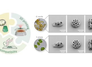 Heidelberg University, 3D laser printing, 3D structures, Odontella Aurita, Tetraselmis Striata