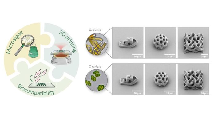 Heidelberg University, 3D laser printing, 3D structures, Odontella Aurita, Tetraselmis Striata