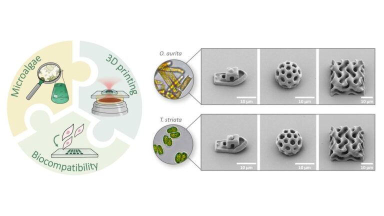 Heidelberg University, 3D laser printing, 3D structures, Odontella Aurita, Tetraselmis Striata