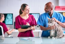 CurifyLabs dévoile un système d’excipient vétérinaire pour des médicaments imprimés en 3D, pour animaux de compagnie Male Vet And Female Trainee Veterinary Nurse Examining Pet Cat In Surgery