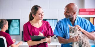 CurifyLabs dévoile un système d’excipient vétérinaire pour des médicaments imprimés en 3D, pour animaux de compagnie Male Vet And Female Trainee Veterinary Nurse Examining Pet Cat In Surgery