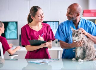 CurifyLabs unveils a veterinary excipient system for 3D-printed, personalized pet medicines Male Vet And Female Trainee Veterinary Nurse Examining Pet Cat In Surgery