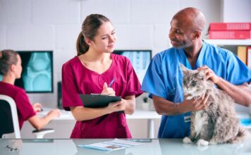 Male Vet And Female Trainee Veterinary Nurse Examining Pet Cat In Surgery