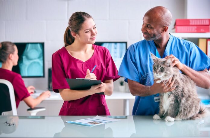 Male Vet And Female Trainee Veterinary Nurse Examining Pet Cat In Surgery Male Vet And Female Trainee Veterinary Nurse Examining Pet Cat In Surgery