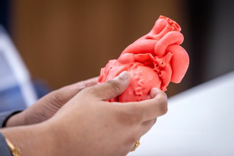 Anatomical heart model held during the Materialise hospital forum